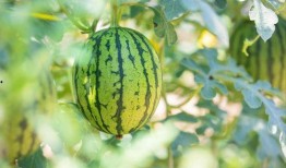 吃瓜在线吃瓜免费观看www,吃瓜在线，揭秘热门事件幕后真相