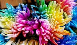 秋菊在线观看手机,穿越时空的乡村传奇