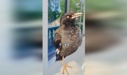 娱乐八哥i爆料,揭秘娱乐圈最新热点事件