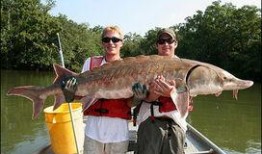 飞鱼在线观看,畅游虚拟世界，体验无限可能