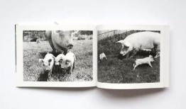 jipapa在线观看,不容错过的精彩瞬间