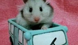 蛋仔仓鼠米仔爆料视频,米仔爆料视频深度解析