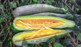 利川网红吃瓜,揭秘网络红人的幕后故事