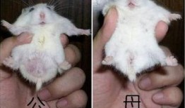 蛋仔仓鼠米仔爆料视频,米仔爆料视频深度解析