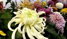 秋菊在线观看手机,穿越时空的乡村传奇