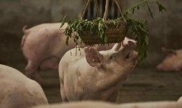 肥猪爆料虎子视频大全集,揭秘视频大全集背后的精彩故事