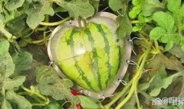 吃瓜在线吃瓜免费观看www,吃瓜在线，揭秘热门事件幕后真相