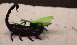 螳螂最新爆料视频,揭秘神秘事件背后的惊人真相！