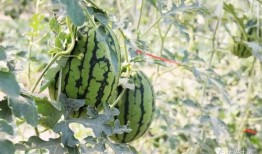 网红吃瓜的意义,揭秘网络时代的娱乐狂欢与社交风向标