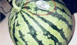 网红吃瓜的意义,揭秘网络时代的娱乐狂欢与社交风向标