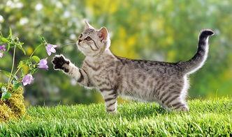 娱乐吃瓜酱营业的猫