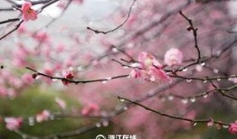 梅花 在线观看,在线赏梅，感受冬日里的诗意芬芳