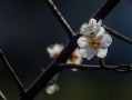 梅花 在线观看,在线赏梅，感受冬日里的诗意芬芳