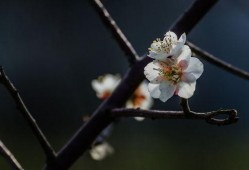 梅花 在线观看,在线赏梅，感受冬日里的诗意芬芳