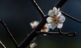 梅花 在线观看,在线赏梅，感受冬日里的诗意芬芳